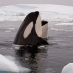 วาฬออร์กาล่าเหยื่อทางเหนือถี่ขึ้น หลังน้ำแข็งอาร์กติกละลายจนเหลือน้อย