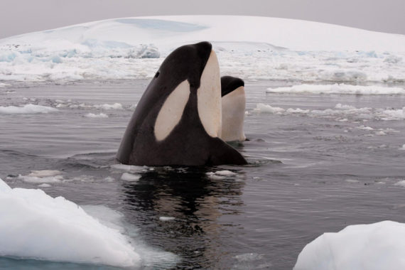 วาฬออร์กาล่าเหยื่อทางเหนือถี่ขึ้น หลังน้ำแข็งอาร์กติกละลายจนเหลือน้อย