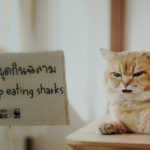 ‘เหมียว ช่วย ฉลาม – Cats for Sharks’ เมื่อน้องเหมียว ชวน ‘มานุดหยุดกินฉลาม’