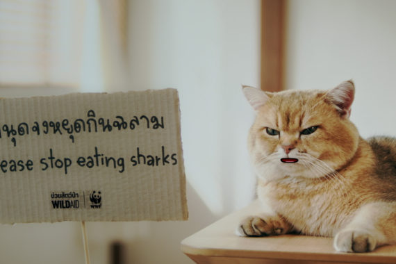 ‘เหมียว ช่วย ฉลาม – Cats for Sharks’ เมื่อน้องเหมียว ชวน ‘มานุดหยุดกินฉลาม’