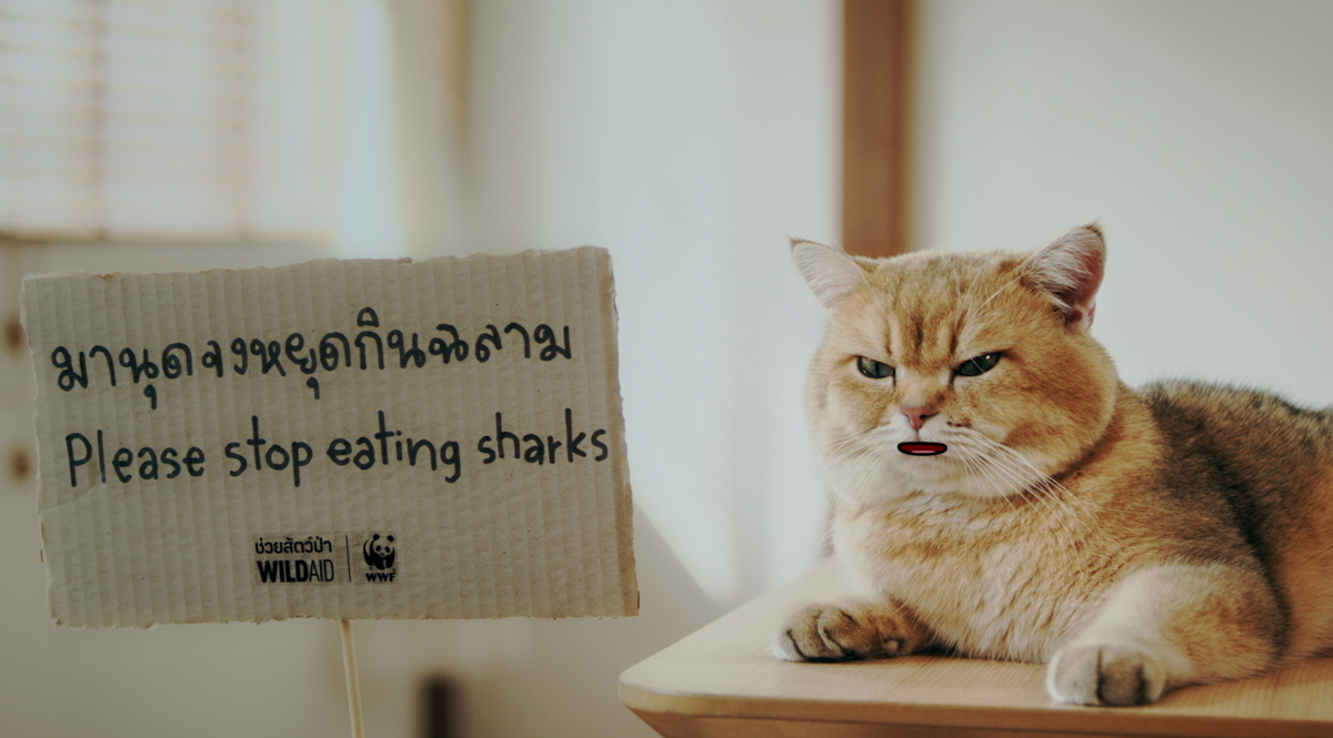 ‘เหมียว ช่วย ฉลาม – Cats for Sharks’ เมื่อน้องเหมียว ชวน ‘มานุดหยุดกินฉลาม’