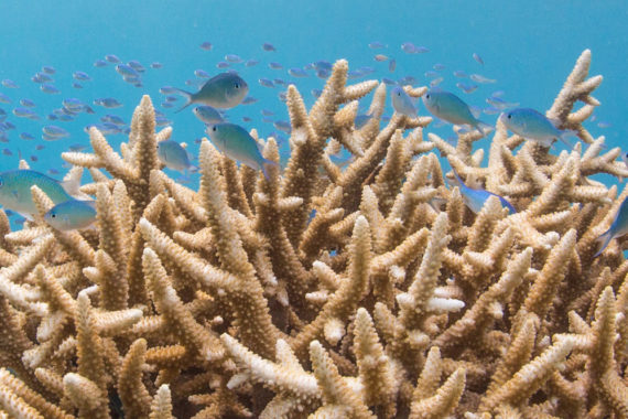 แนวปะการังกับการเปลี่ยนแปลงสภาพภูมิอากาศ