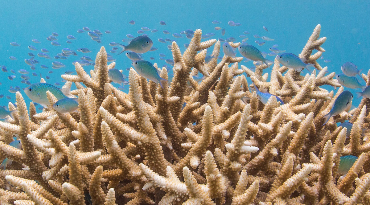 แนวปะการังกับการเปลี่ยนแปลงสภาพภูมิอากาศ