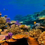 นักวิทย์ฯ เตือนให้เร่งปกป้อง ‘ปะการัง’ ก่อนจะหายไปในอีก 3 ทศวรรษ