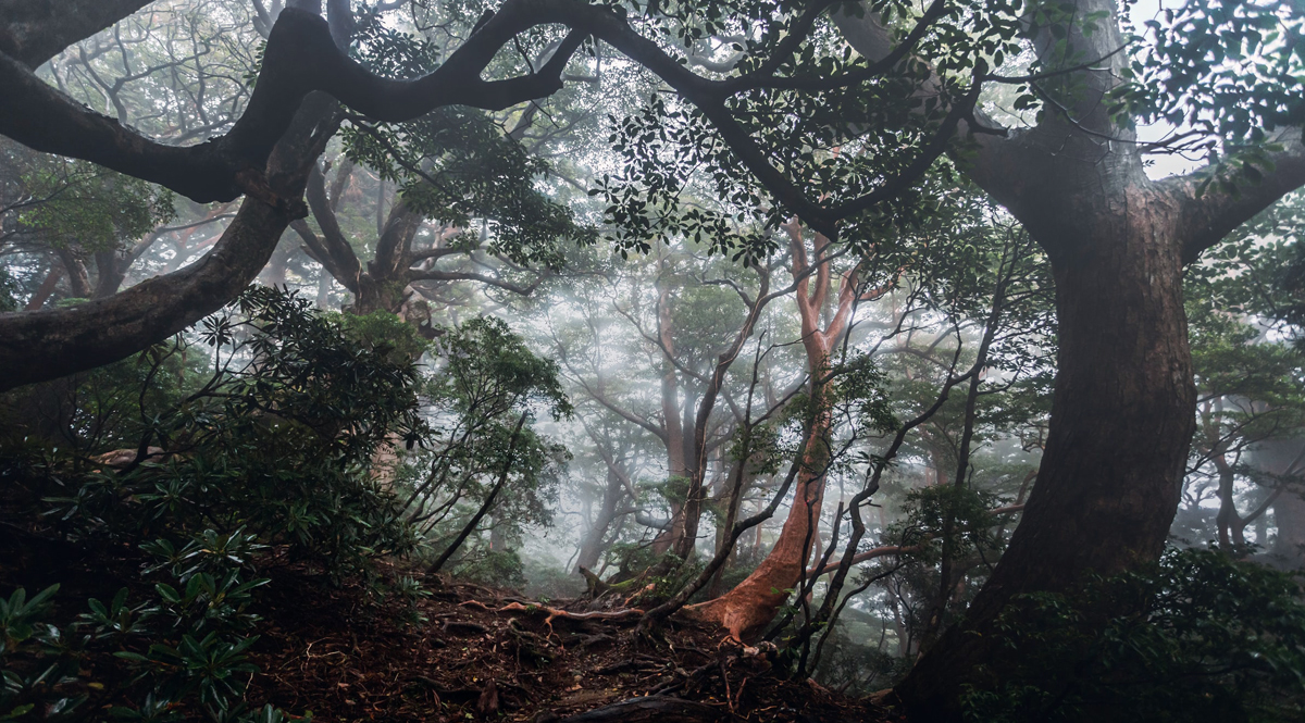 การตัดไม้ทำลายป่า ส่งผลกระทบต่อสภาพอากาศในวงกว้างอย่างไรได้บ้าง