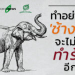 ทำอย่างไร ‘ช้างไทย’ จะไม่โดนทำร้ายอีก?