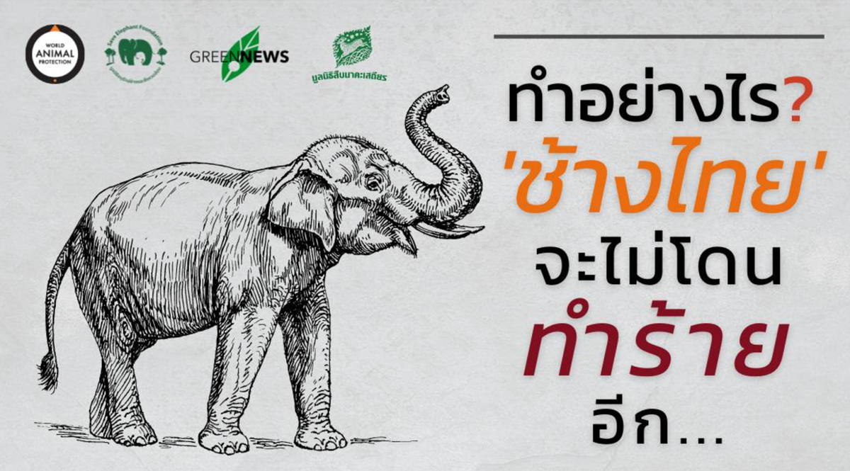 ทำอย่างไร ‘ช้างไทย’ จะไม่โดนทำร้ายอีก?