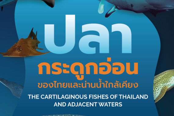 ปลากระดูกอ่อน ของไทยและน่านน้ำใกล้เคียง
