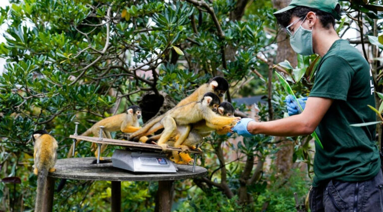 โรคฝีดาษลิง เป็นโรคที่แพร่จากสัตว์ป่ามาสู่คน หนทางป้องกันจึงควรย้อนกลับไปที่ต้นตอ มนุษย์มิควรบุกรุกผืนป่าหรือล่าสัตว์ป่ามาเป็นอาหาร