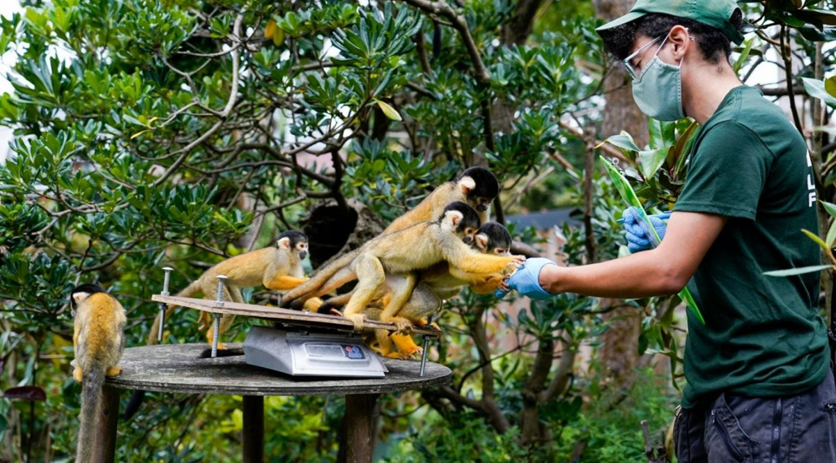 ‘โรคฝีดาษลิง’ อันตรายของโรคจากสัตว์ป่าสู่คนคืออะไร ?