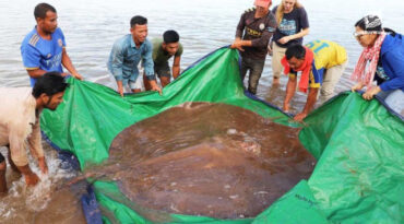 แอ่งลึกในลำน้ำโขงอาจเป็นบ้านของ 'กระเบนน้ำจืดยักษ์'