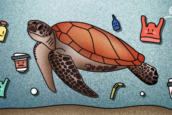 ‘วันเต่าทะเลโลก’ (World Sea Turtle Day)