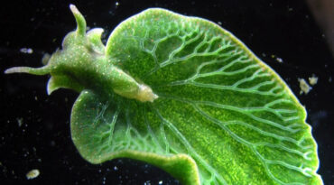 Elysia chlorotica