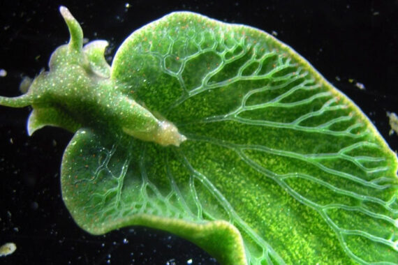 Elysia chlorotica ทากทะเลที่สังเคราะห์แสงได้เหมือนใบไม้