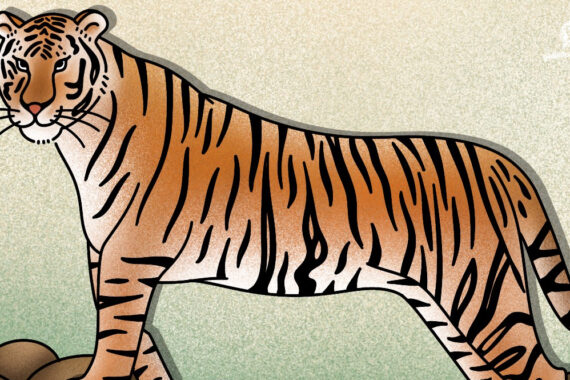 29 กรกฎาคมของทุกปี เป็นวันอนุรักษ์เสือโคร่งโลก (Global Tiger Day)