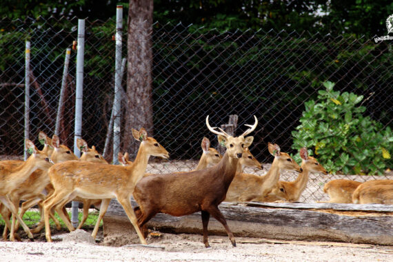 สถานีเพาะเลี้ยงสัตว์ป่าห้วยขาแข้ง บ้านที่คอยปกป้องพันธุกรรมของสัตว์ป่าไทย