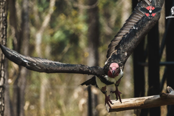 International Vulture Awareness Day ตระหนักรู้รักษ์แร้ง