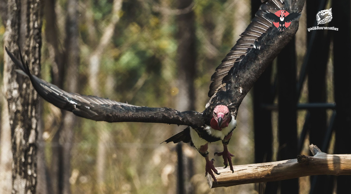 International Vulture Awareness Day ตระหนักรู้รักษ์แร้ง