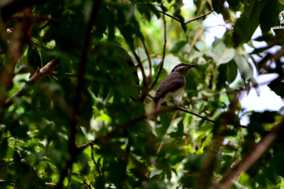 Bird Walk & Talk By สานศิลป์สืบไพร