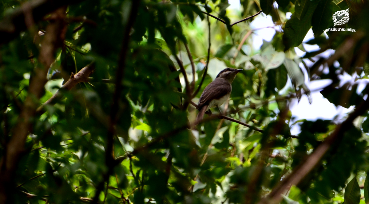 Bird Walk & Talk By สานศิลป์สืบไพร