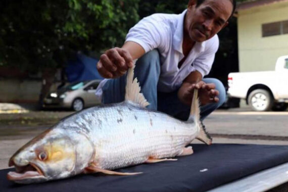 ‘ปลาสะนากยักษ์’ ในน่านน้ำกัมพูชา ถูกจับได้ครั้งแรกในรอบ 20 ปี
