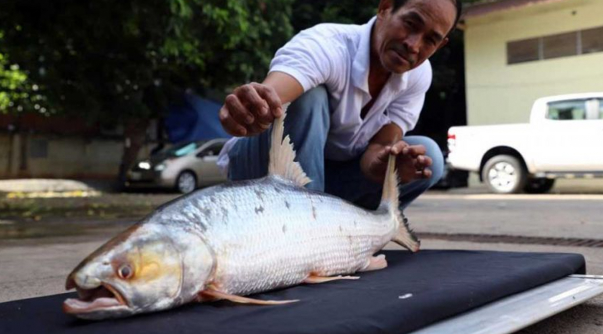 ‘ปลาสะนากยักษ์’ ในน่านน้ำกัมพูชา ถูกจับได้ครั้งแรกในรอบ 20 ปี