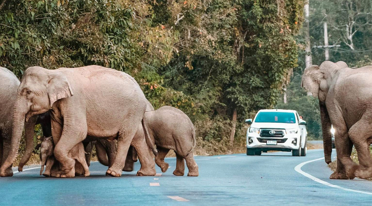 คนกับช้าง - มูลนิธิสืบนาคะเสถียร