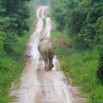 สรุปเหตุการณ์ ‘ช้างป่าทับลาน’ นับร้อยออกหากินนอกป่าอนุรักษ์