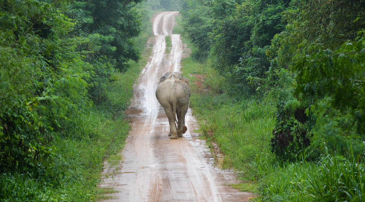 สรุปเหตุการณ์ ‘ช้างป่าทับลาน’ นับร้อยออกหากินนอกป่าอนุรักษ์
