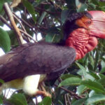 ‘นกชนหิน’ สัตว์ป่าสงวนลำดับที่ 20 ของไทย