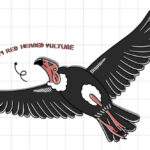 วันให้ความรู้แร้งสากล (International Vulture Awareness Day) และ 10 เรื่องน่ารู้เกี่ยวกับแร้ง 