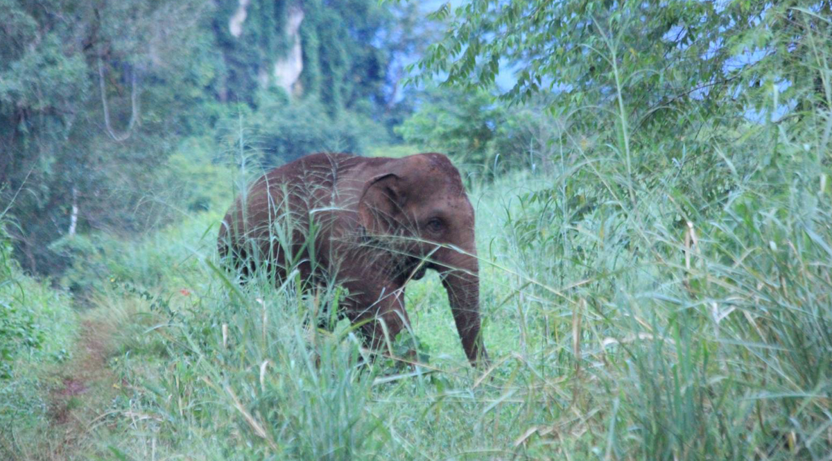 จากปัญหาช้างป่า… สู่กาแฟมิตรช้าง : โครงการวิจัยและพัฒนาระบบเพื่อการอยู่ร่วมกันระหว่างคนกับช้างป่าบนฐานบูรณาการเชิงระบบนิเวศสังคม