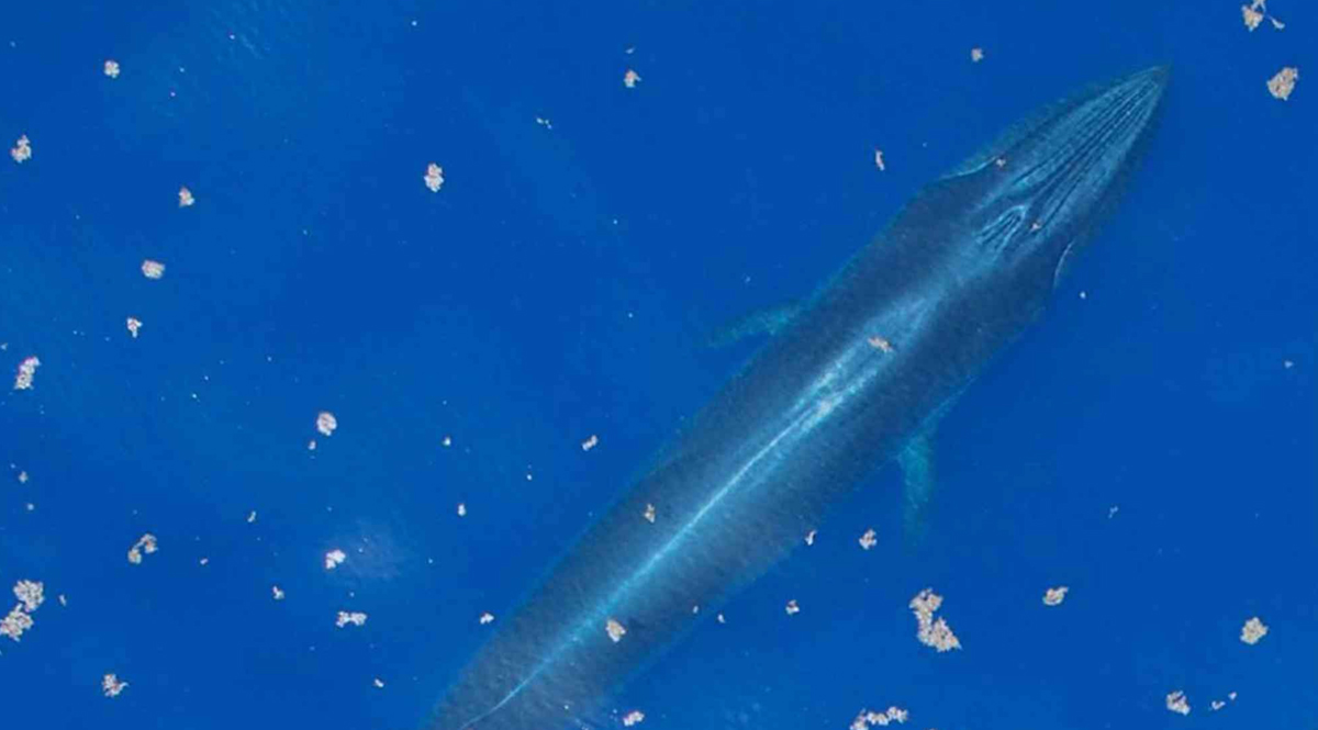วาฬไรซ์ ในอ่าวเม็กซิโก เหลือเพียง 51 ตัว
