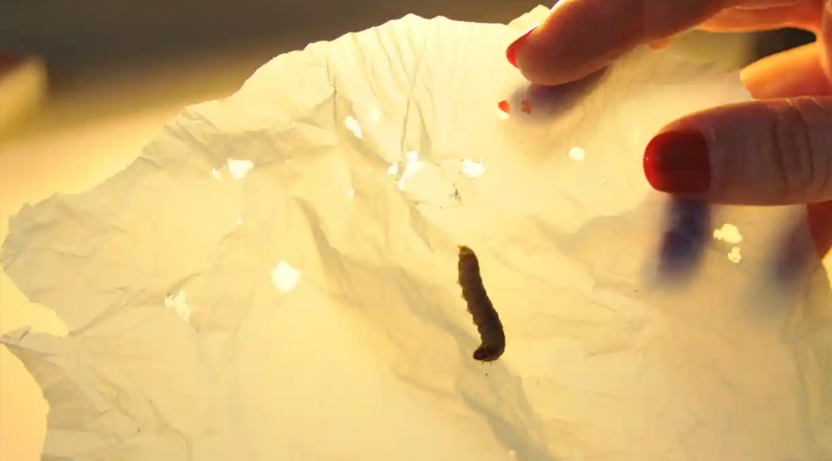 นักวิทย์ฯ พบ เอนไซม์ที่ทำลายถุงพลาสติกอย่างรวดเร็ว ในน้ำลายหนอน 