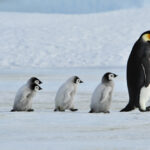 เพนกวินจักรพรรดิเสี่ยงสูญพันธุ์เพราะวิกฤตการเปลี่ยนแปลงสภาพภูมิอากาศ