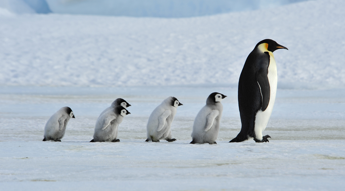 เพนกวินจักรพรรดิเสี่ยงสูญพันธุ์เพราะวิกฤตการเปลี่ยนแปลงสภาพภูมิอากาศ