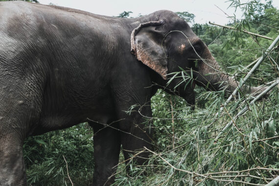 กาญจนบุรี สร้าง Roadmap เดินหน้าแก้ไขปัญหาช้างป่าในพื้นที่ 5 อำเภอ 