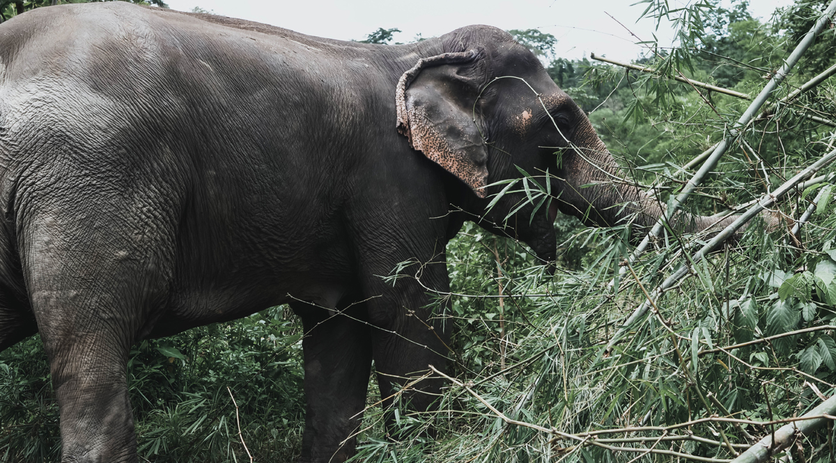 กาญจนบุรี สร้าง Roadmap เดินหน้าแก้ไขปัญหาช้างป่าในพื้นที่ 5 อำเภอ 