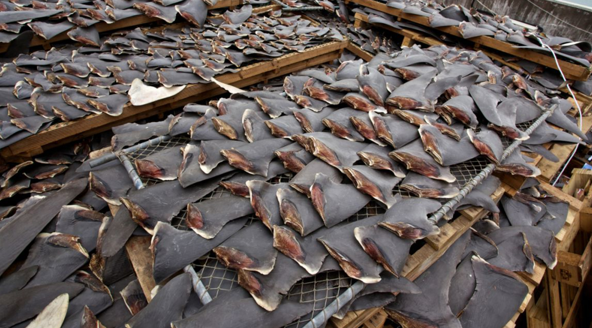 นานาประเทศลงมติกำกับดูแลซื้อขายครีบฉลามในการประชุมสัตว์ป่าครั้งสำคัญ