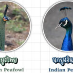ความแตกต่างระหว่างนกยูงไทย กับ นกยูงอินเดีย