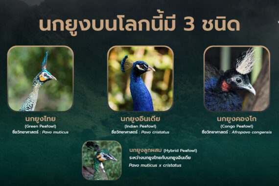 นกยูงบนโลกนี้มี 3 ชนิด! นกยูงไทย นกยูงอินเดีย และนกยูงคองโก