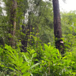 ความก้าวหน้าของป่าชุมชน กับการซื้อ-ขายคาร์บอนเครดิตแห่งแรกของไทย สู่การผลักดันการจัดการผืนป่าตะวันตกอย่างยั่งยืน  