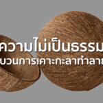 ความไม่เป็นธรรมในขบวนการเคาะกะลาทำลายป่า – ทำไมถึงเรียกร้องให้ คืนความชอบธรรม