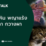 พญาแร้ง นกชนหิน เสือปลา กวางผา l SEUB TALK EP.26