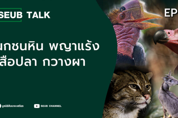 พญาแร้ง นกชนหิน เสือปลา กวางผา l SEUB TALK EP.26