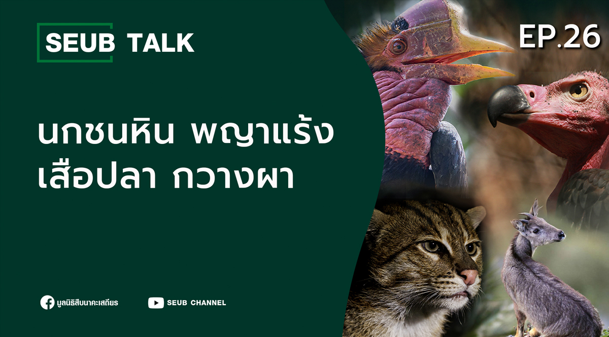 พญาแร้ง นกชนหิน เสือปลา กวางผา l SEUB TALK EP.26