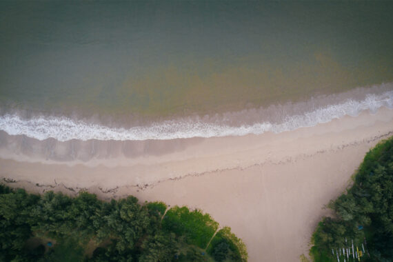 ป่าชายหาด ระบบนิเวศริมทะเลกับทางเลือกธรรมชาติในการรักษาหาดทราย