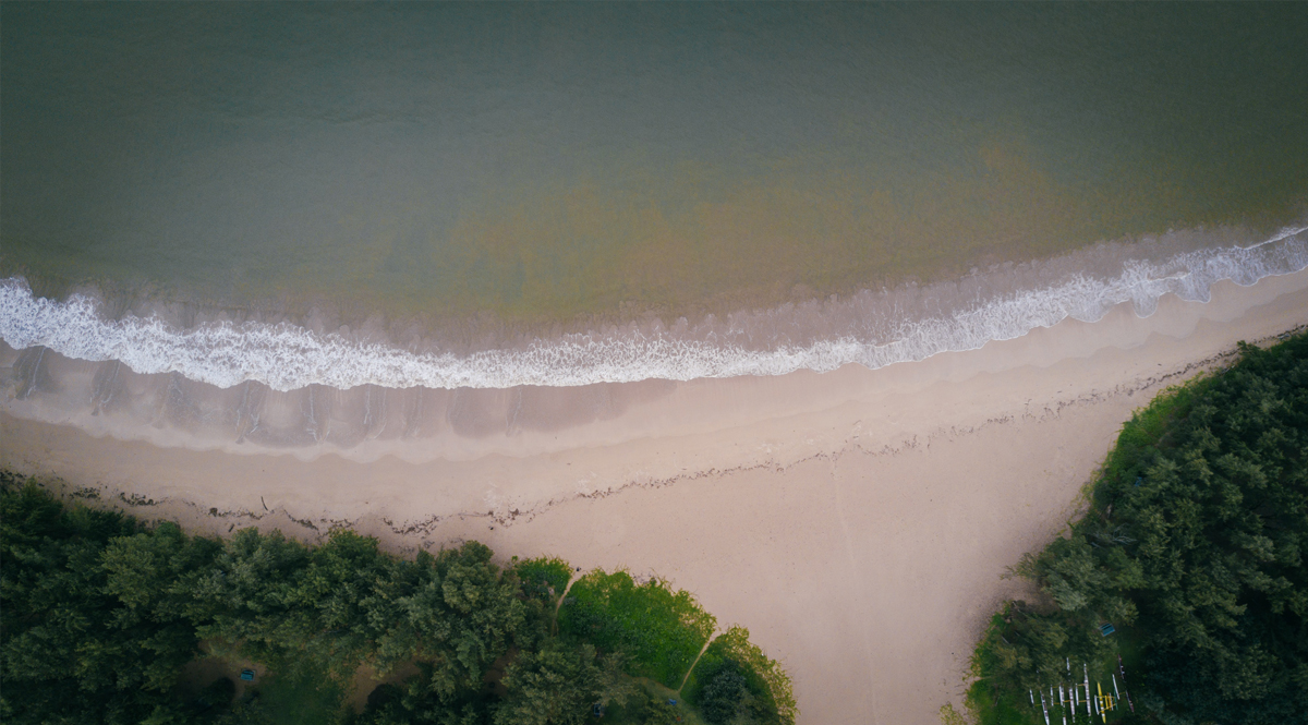 ป่าชายหาด ระบบนิเวศริมทะเลกับทางเลือกธรรมชาติในการรักษาหาดทราย