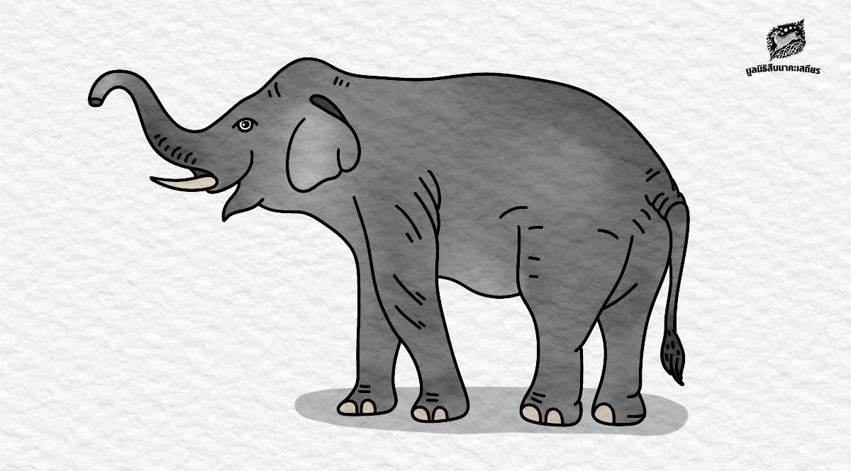 วันช้างไทย ตรงกับวันที่ 13 มีนาคมของทุกปี - มูลนิธิสืบนาคะเสถียร