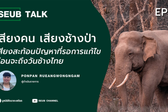เสียงคน เสียงช้างป่า เสียงสะท้อนปัญหาที่รอการแก้ไข ก่อนจะถึงวันช้างไทย l SEUB TALK EP.30
